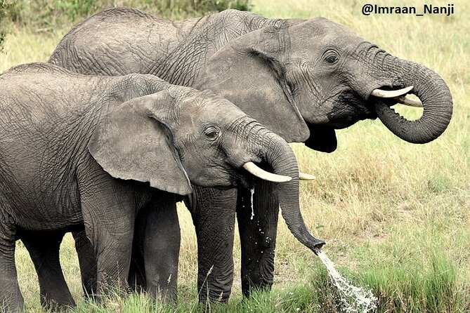 3 Days Masai Mara Camping Safari - Camping, comfort, and group size