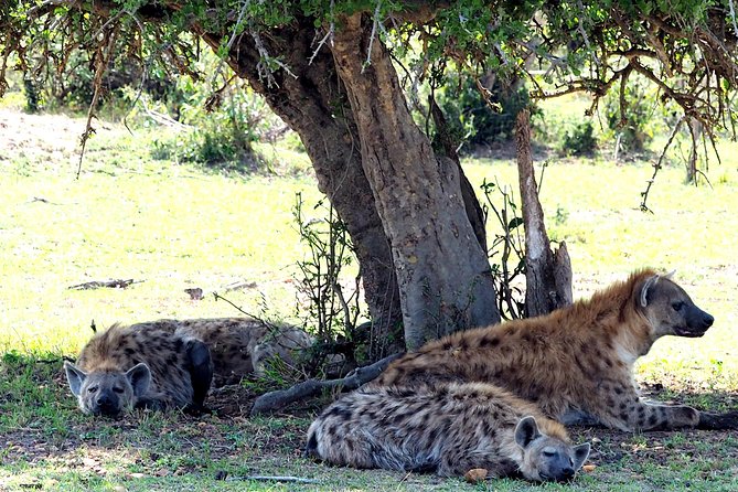 3 Days Masai Mara Camping Safari - Who will enjoy this safari most