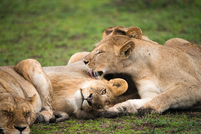 3 Days Masai Mara Encounters-Lodge Safari with Private 4X4 JEEP - Two Nights, Three Included Meals Each Day