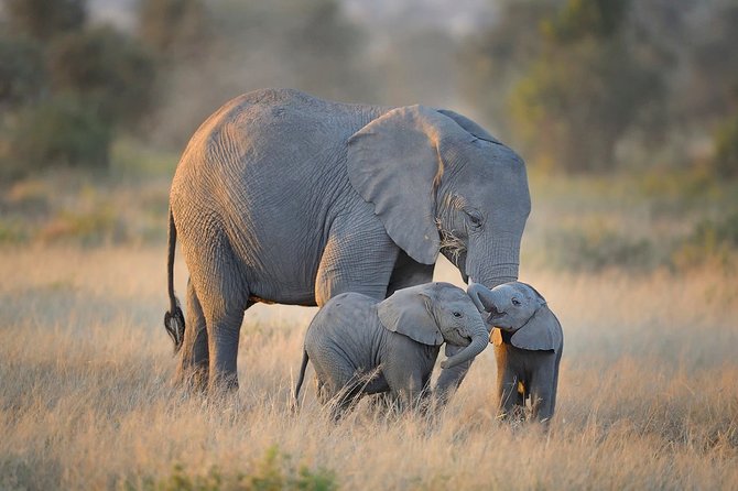 3 Days Masai Mara Encounters-Lodge Safari with Private 4X4 JEEP - The Final Morning: Maasai Culture or a Faster Return