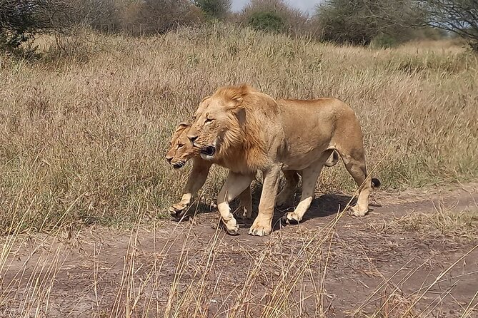 3 Days Masai Mara Experience - Key points to know before booking