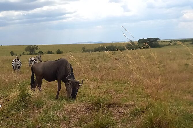 3 Days Masai Mara Experience - Why this three-day Masai Mara plan works