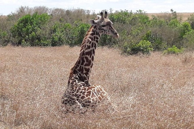 3 Days Masai Mara Experience - Day 3: Maasai culture and the road back to Nairobi