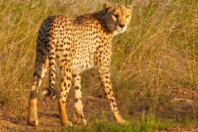 3 Days Masai Mara Experience - The real cost of the $990 group price