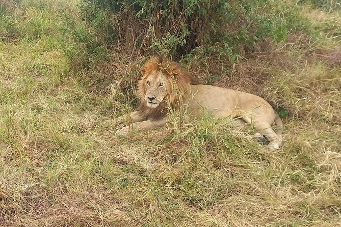 3 Days Masai Mara Experience - What the guide and vehicle add to the experience