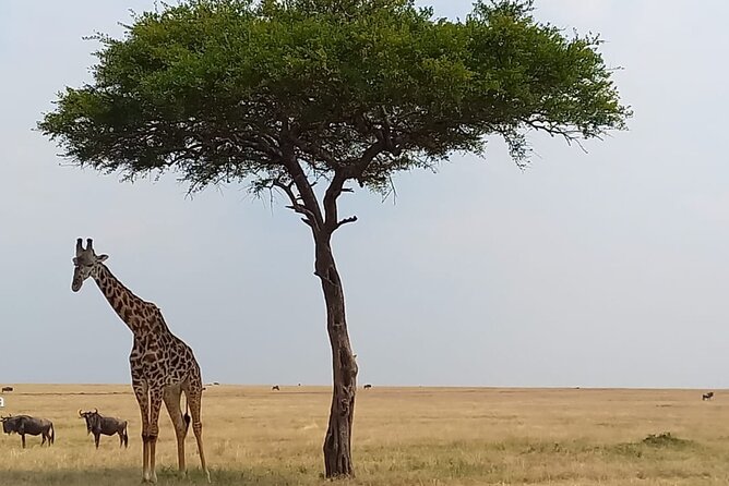 3 Days Masai Mara Experience - Leaving Nairobi at 7:00 am