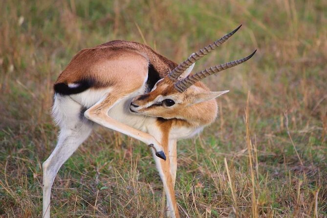 3 Days Masai Mara Flight Safari - Flying from Mombasa to the Masai Mara