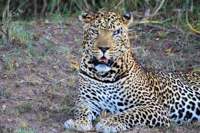 3 Days Masai Mara Flight Safari - What the service seems to do best