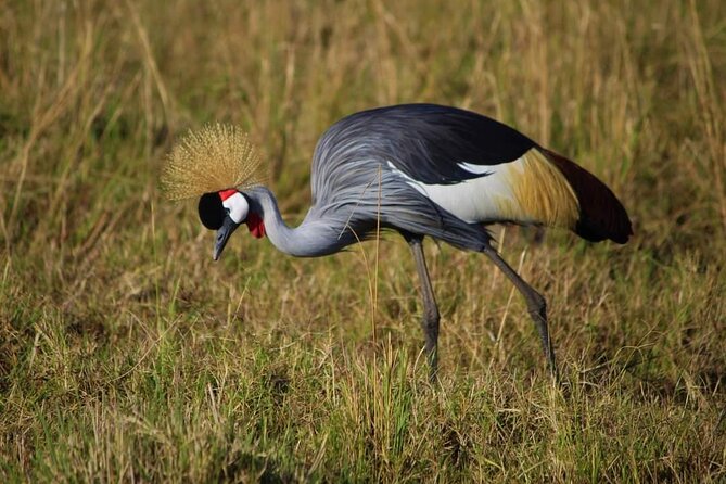 3 Days Masai Mara Flight Safari - Is $1,680 per person a fair price?