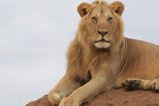 3 Days Masai Mara Flight Safari - Arrival day: your first game drive begins at the airstrip
