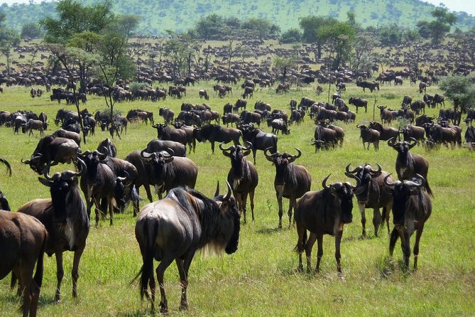 3 Days Masai Mara Flying Safari - Nairobi - Day 2: A full day of game drives