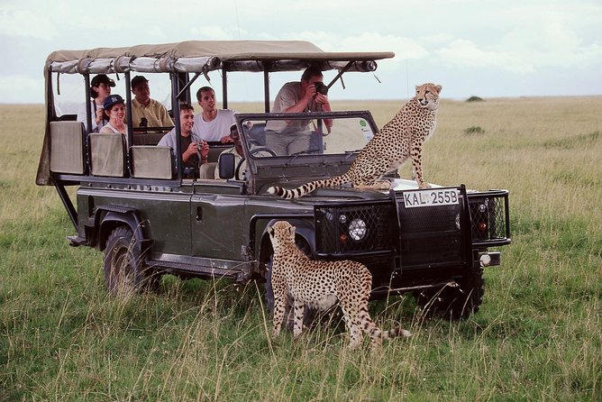 3 Days Masai Mara Flying Safari - Nairobi - Wildlife, birds, and the real value of the Mara