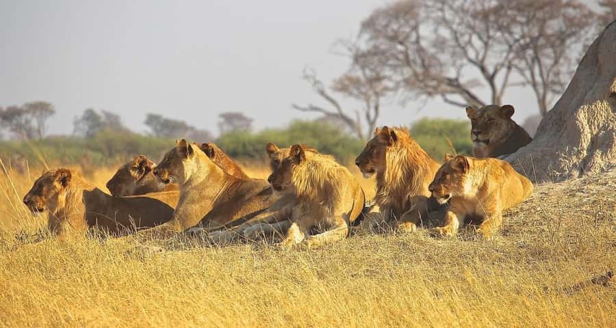 3 Days Masai Mara Gamedrive Safari on 4x4 Landcruiser Jeep - Nairobi to the Mara by way of the Great Rift Valley