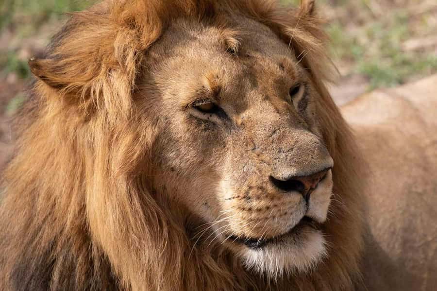 3 Days Masai Mara Gamedrive Safari on 4x4 Landcruiser Jeep - The full-day Masai Mara drive on day two