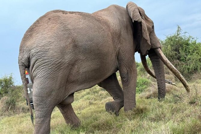 3 Days Masai Mara Group Budget safari in 4x4 Jeep Daily Tour - Key points at a glance