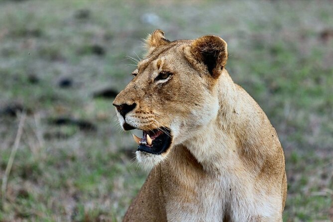 3 Days Masai Mara Group Budget safari in 4x4 Jeep Daily Tour - Day 3: A final morning and the road back