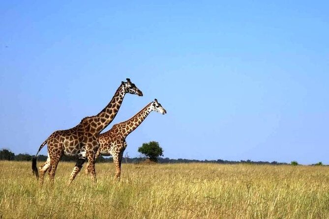 3 Days Masai Mara Group Budget safari in 4x4 Jeep Daily Tour - Camp comfort and what to expect