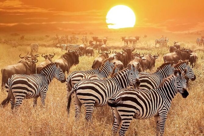 3 Days Masai Mara Group Budget safari in 4x4 Jeep Daily Tour - What the guide can change