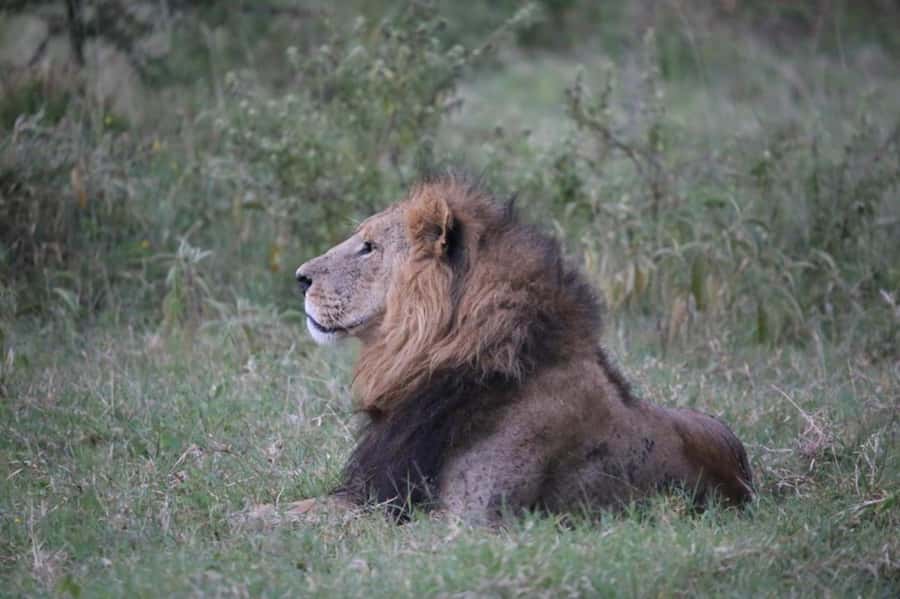 3 Days Masai Mara Group Budget safari in 4x4 Jeep Daily Tour - Should you book the three-day Mara safari?
