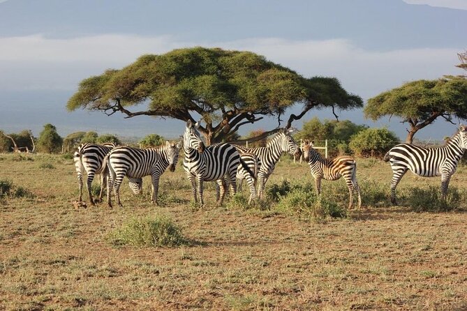 3 Days Masai Mara Group Joining Safari - What this $195 Masai Mara safari really offers