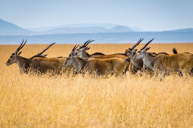 3 Days Masai Mara Group Joining Safari - The Mara River and the Great Migration