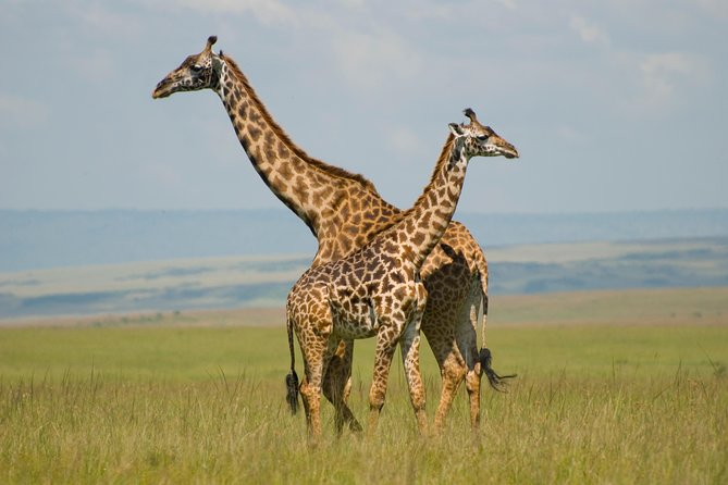 3 Days Masai Mara Group Joining - Key points at a glance