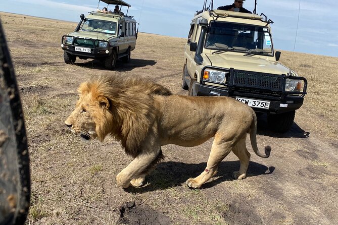 3 Days Masai Mara Jeep Safari - A 6:30 sunrise search for big cats