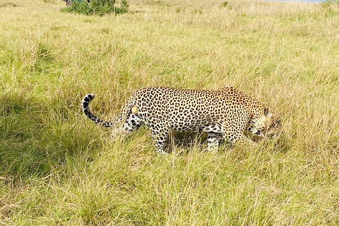 3 Days Masai Mara Jeep Safari - What the $270 price really covers