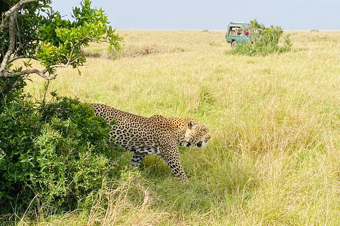 3 Days Masai Mara Jeep Safari - A personal touch, with a small group limit