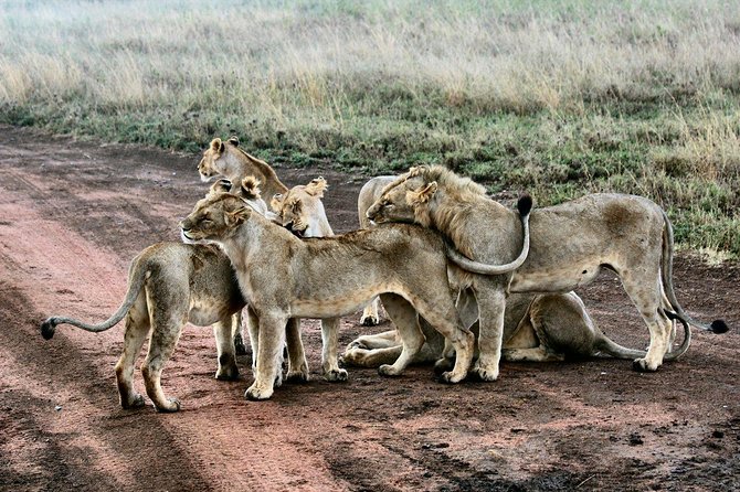 3 Days Masai Mara Joining Tour - The optional $450 balloon safari