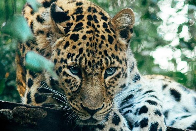 3 Days Masai Mara Joining Tour - Service, food, and guide quality