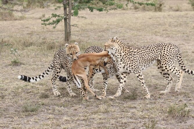 3 Days Masai Mara Kenya Big Five Private Safari - Key points before you book
