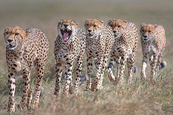 3 Days Masai Mara Kenya Big Five Private Safari - The first afternoon game drive