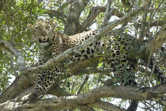 3 Days Masai Mara Luxury Safari - A full day in Masai Mara, from breakfast to the Mara River