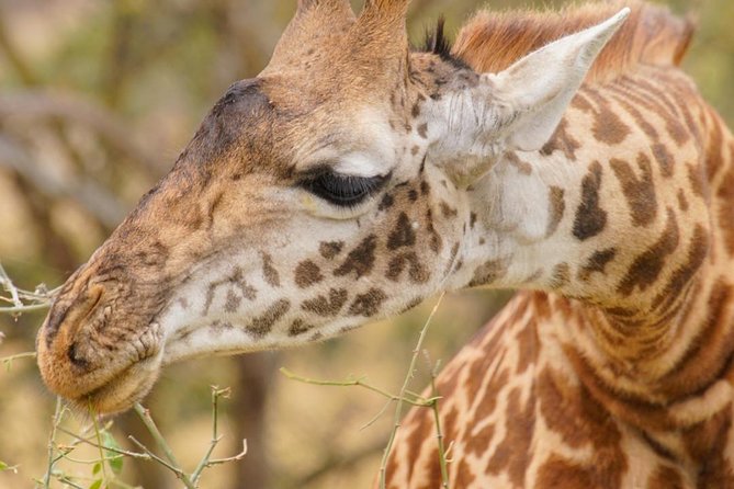 3 Days Masai Mara National Reserve Safari - What $700 buys you on this Masai Mara safari
