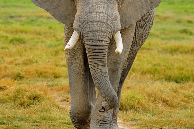 3 Days Masai Mara National Reserve Safari - Day 2: A full Mara day from 8:00 a.m. to 6:00 p.m.