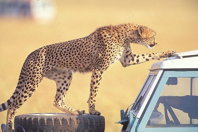 3 Days Masai Mara National Reserve Safari - Leaving Nairobi at 8:00 in the morning