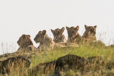 3 days Masai Mara on Private 4×4 Land Cruiser
