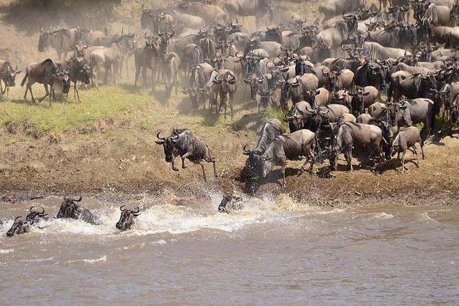 3 Days Masai Mara Private Safari at Sopa Lodge from Nairobi - Watching wildlife from a private 4x4