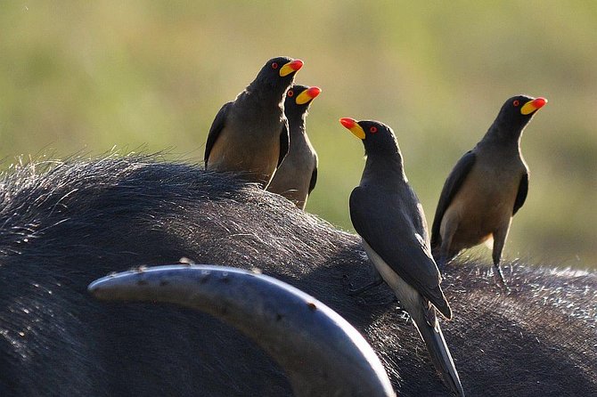 3 days Masai Mara private safari in AA lodge - AA Lodge: what the stay adds to the trip