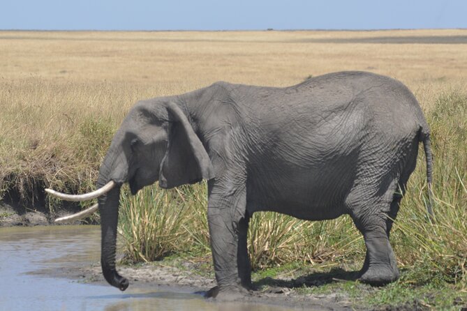3-Days Masai Mara Rhythms Safari - Key points to know before you book