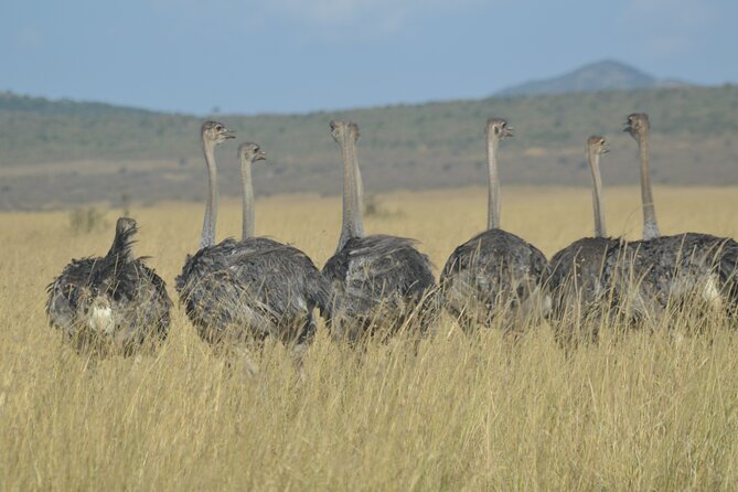 3-Days Masai Mara Rhythms Safari - Comfort, timing, and what to pack