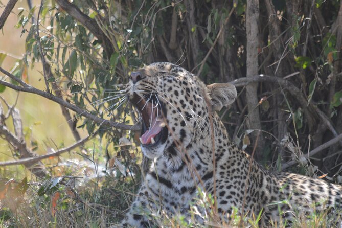 3-Days Masai Mara Rhythms Safari - Who will get the most from this safari