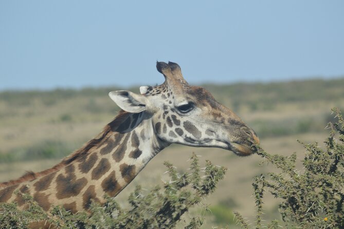 3-Days Masai Mara Rhythms Safari - The first evening game drive