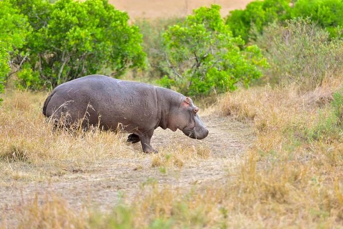 3 Days Masai Mara Safari - Day Two: The Main Game Drive In The Masai Mara