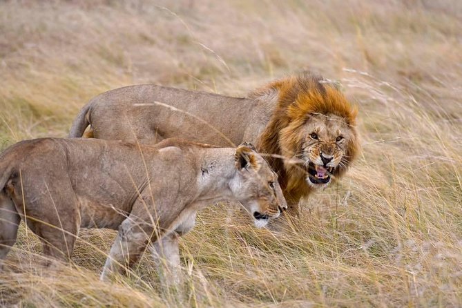 3 Days Masai Mara Safari - The Early Start On Day Three