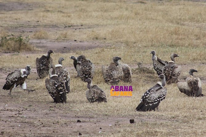3 Days Masai Mara Safari - Meals, Water, And Comfort
