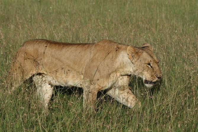 3 days masai mara safari from Nairobi - Key points to know before booking