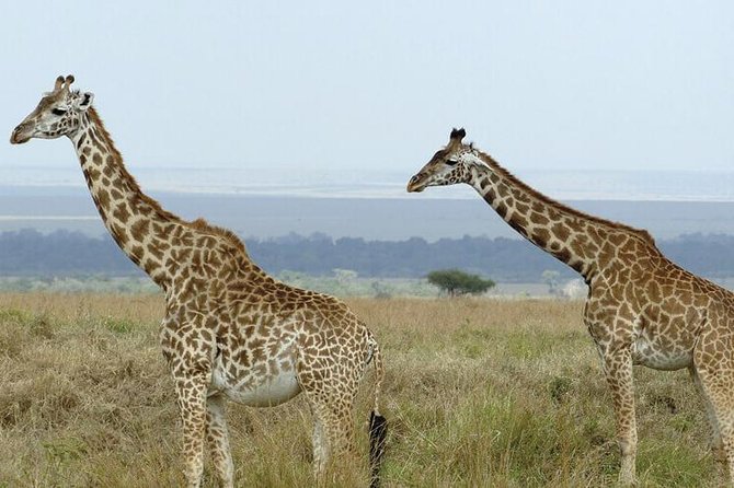 3 days masai mara safari from Nairobi - Day three: one last option, then back to Nairobi