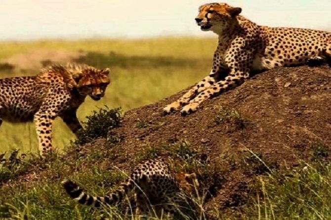 3 days masai mara safari from Nairobi - Who will enjoy this three-day safari?